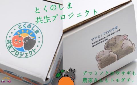 《まもなく旬！》～アマミノクロウサギと共生を目指す農家さんの徳之島産たんかん3kg ( たんかん 柑橘 フルーツ 果物 徳之島 鹿児島 奄美 フレッシュ ビタミン 美味しい オススメ 人気 自然保護 )