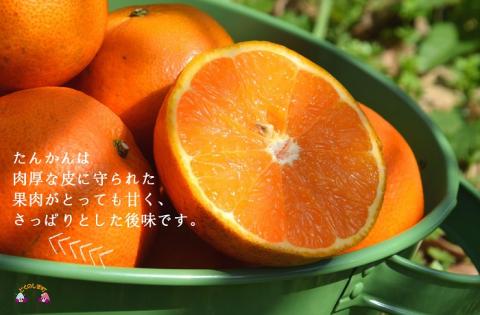 《まもなく旬！》島の農家さん直送便！徳之島産もぎたてたんかん（10キロ） ( タンカン フルーツ みかん 果物 柑橘 甘い 徳之島 奄美 鹿児島 もぎたて フレッシュ 世界自然遺産 フルーツアイランド 先行予約 )