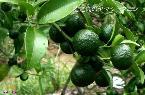 ～野生の酸味と香りを～ジュースやヨーグルトに！シークニン粉末（300g）