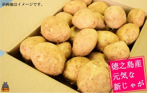 《2026年春お届け！》～これからは産地で選びたくなる～徳之島産新じゃがいも（10kg） ( バレイショ 野菜 旬 春 徳之島 奄美 鹿児島 肉じゃが カレー じゃがバター 美味しい オススメ )