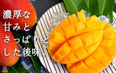 《2026年夏お届け！》てぃだ（太陽）を浴びて育った徳之島産完熟マンゴー（2kg） ( 先行予約 2026年 夏 マンゴー フルーツ 果物 完熟 無加温 徳之島 世界自然遺産 美味しい とろける 旬 贅沢 糖度 南の島 )