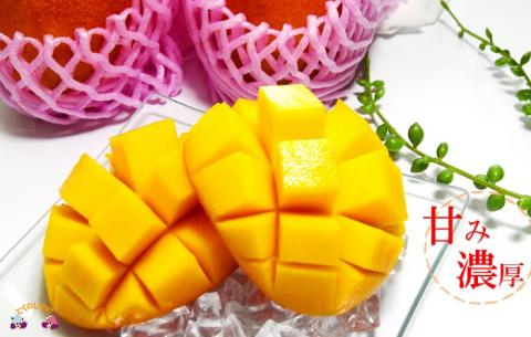 《先行予約》【家庭用】徳之島センチュリー果樹園さんの完熟マンゴー2kg ( マンゴー フルーツ わけあり 訳あり 訳有 果物 完熟 無加温 徳之島 世界自然遺産 美味しい とろける 旬 贅沢 糖度 南の島 )