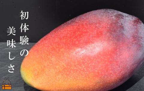 初体験の美味しさ。とくのしま産幻の玉文（ぎょくぶん）マンゴー（約1㎏～1.5㎏）