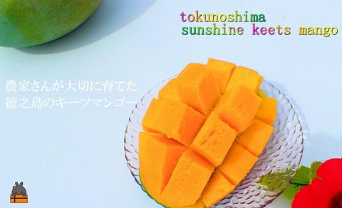 《今が旬！！》徳之島サンシャインキーツマンゴー（2玉～4玉） ( マンゴー キーツマンゴー 緑のマンゴー 糖度 完熟 徳之島 奄美 鹿児島 フルーツ 果物 甘い 美味しい 島 ）
