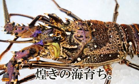 新鮮なまますぐ冷凍!!徳之島産冷凍伊勢海老1尾（500g～700g） （ 伊勢えび イセエビ 伊勢えび 伊勢エビ えび エビ 海老 鍋 ご馳走 海の幸 料理 焼き 人気 海産物 家族 正月 お祝い ）