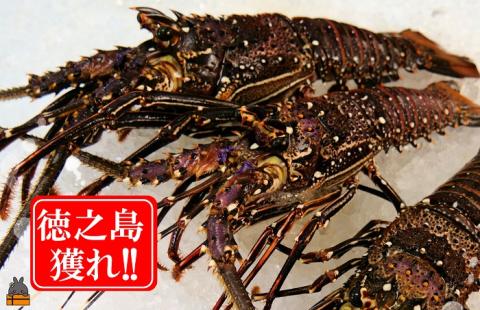 新鮮なまますぐ冷凍!!徳之島産冷凍伊勢海老1kg（2尾～4尾） （ 伊勢えび イセエビ 伊勢えび 伊勢エビ えび エビ 海老 鍋 ご馳走 海の幸 料理 焼き 人気 海産物 家族 正月 お祝い ）