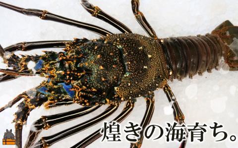 新鮮なまますぐ冷凍!!徳之島産冷凍“特大”伊勢海老1尾（1.5kg以上）（ 伊勢えび イセエビ 伊勢えび 伊勢エビ えび エビ 海老 鍋 ご馳走 海の幸 料理 焼き 人気 海産物 家族 正月 お祝い ）