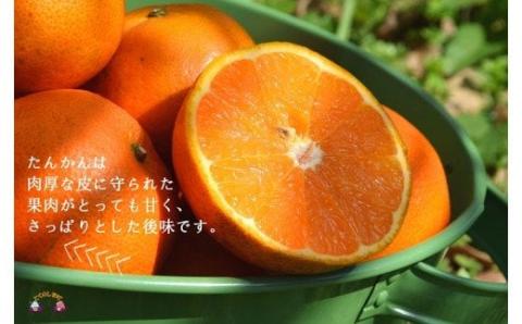 《2026年2月～3月配送！》島の農家さん直送便！徳之島産もぎたてたんかん（3キロ） ( タンカン フルーツ みかん 果物 柑橘 甘い 徳之島 奄美 鹿児島 もぎたて フレッシュ 世界自然遺産 フルーツアイランド 先行予約 )