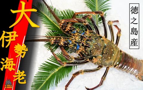 【地魚専門店 鮮魚 魚一さん直送】～徳之島獲れ！“大”伊勢海老（1匹） （ 伊勢えび イセエビ 伊勢えび 伊勢エビ えび エビ 海老 鍋 ご馳走 海の幸 料理 焼き 人気 海産物 家族 正月 お祝い ）