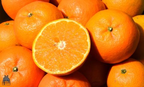 《今が旬！》徳之島産たんかんを心から愛している。ぜんた農園さんのたんかん（10kg） ( タンカン フルーツ みかん 果物 善田 柑橘 徳之島 奄美 鹿児島 世界自然遺産 先行予約 )