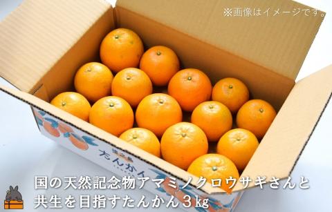 フルーツアイランド徳之島 フルーツ定期便 ( 3回お届け 完熟マンゴー マンゴー パッションフルーツ たんかん 柑橘 果物 徳之島 奄美 鹿児島 定期便 世界自然遺産 旬 )