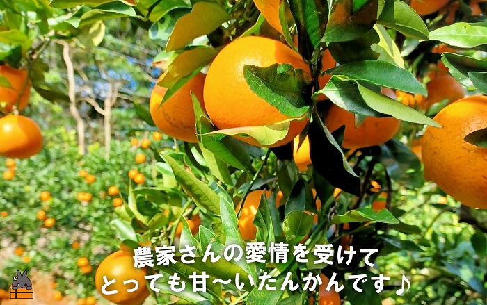 《まもなく旬！》～世界自然遺産の島から～朝川果樹園さんのたんかん（10kg）　( タンカン フルーツ みかん 果物 柑橘 甘い 徳之島 奄美 鹿児島 もぎたて フレッシュ 世界自然遺産 フルーツアイランド 先行予約 )