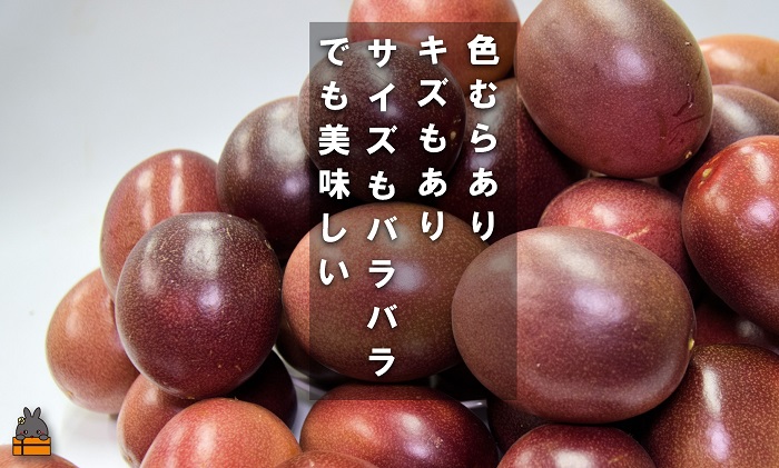 《今が旬！》【訳あり】富田園芸の家庭用パッションフルーツ（2kg） ( パッションフルーツ 果物 フルーツ 旬 わけあり 訳あり 訳有 訳アリ 奄美 徳之島 鹿児島 美味しい )