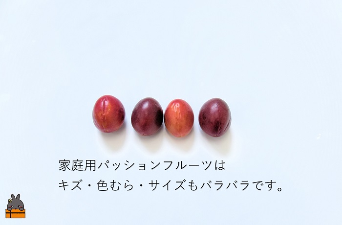 《今が旬！》【訳あり】南原(はいばる)農園さんの家庭用パッションフルーツ（約３kg） ( 訳有 わけあり 家庭用 キズ 色むら サイズ違い パッションフルーツ 果物 フルーツ 旬 南国 香り 奄美 徳之島 鹿児島 美味しい )