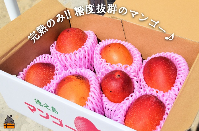 ≪今が旬！≫訳あり！【家庭用】徳之島産完熟マンゴー2kg（4～8玉）( マンゴー フルーツ わけあり 訳あり 訳有 果物 完熟 無加温 徳之島 世界自然遺産 美味しい とろける 旬 贅沢 糖度 南の島 )