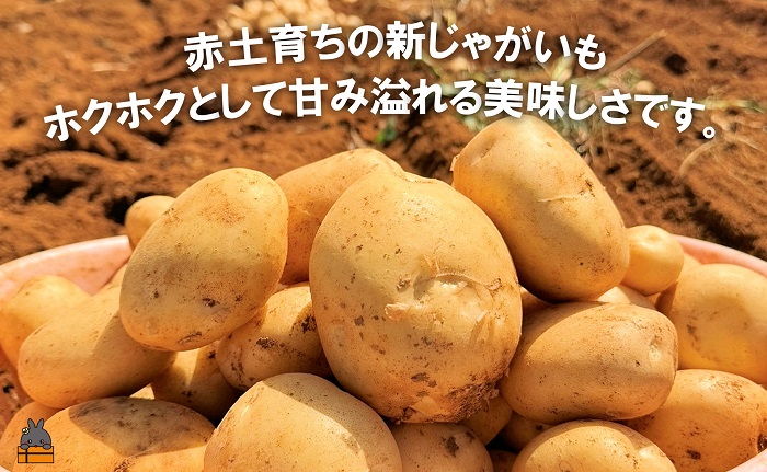 《2026年春お届け！》福祉作業所の仕事にもつながる！徳之島の“新”じゃがいも（3kg）( バレイショ 野菜 旬 春 徳之島 奄美 鹿児島 肉じゃが カレー じゃがバター 美味しい 人気 オススメ 福祉作業所 雇用 少量 お一人様 使いきり )