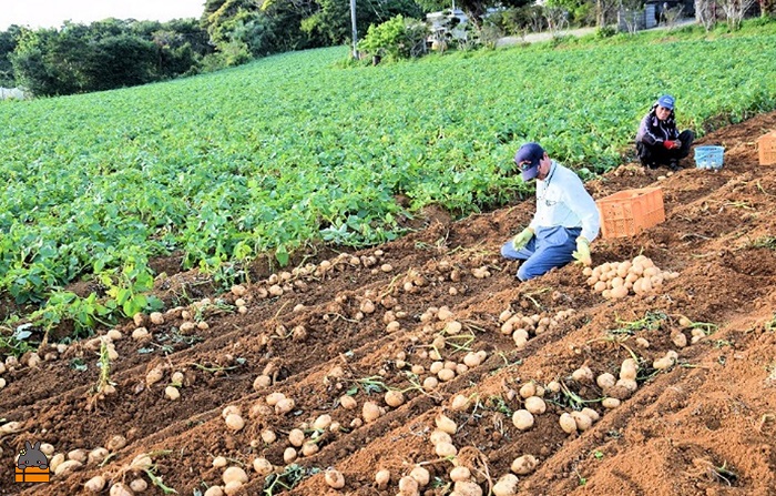 《まもなく旬！》～春しか食べられない 新じゃが～徳之島プレミアムブランド”春一番新じゃがいも”（100kg） ( バレイショ 野菜 旬 春 JA 徳之島 奄美 鹿児島 肉じゃが カレー じゃがバター 美味しい 人気 オススメ JA 大量 )