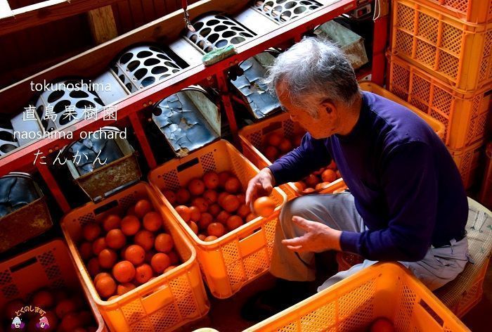 （贈答用）徳之島直島果樹園さんのたんかん１０ｋｇ