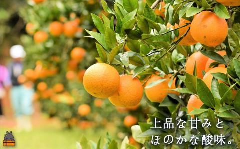 ≪今が旬！≫世界中が笑顔になるね！佐原農園さんのたんかん(5kg) ( タンカン 果物 フルーツ 柑橘 みかん 鹿児島 奄美 徳之島 美味しい 旬 果肉 )