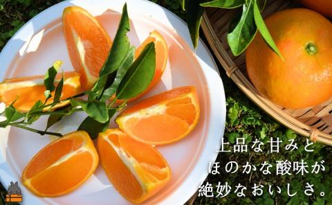 《今が旬！》ねぇ美味しいよ。徳之島 ふくだ果樹園さんのたんかん（5kg）( タンカン フルーツ みかん 果物 柑橘 福田果樹園 徳之島 奄美 鹿児島 世界自然遺産 先行予約 )