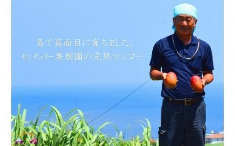 《先行予約》【家庭用】徳之島センチュリー果樹園さんの完熟マンゴー2kg ( マンゴー フルーツ わけあり 訳あり 訳有 果物 完熟 無加温 徳之島 世界自然遺産 美味しい とろける 旬 贅沢 糖度 南の島 )