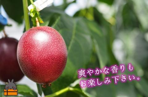 《2026年6月～7月配送！》太陽が育てた徳之島産パッションフルーツ（1kg） ( 旬 フルーツ 果物 島フルーツ 酸味 甘み 徳之島 奄美 鹿児島 プチプチ 食感 果汁 フレッシュ 美味しい 美容 )