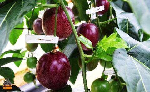 【先行予約】満田農園さんのパッションフルーツ（約1.2kg） ( 旬 パッション フルーツ 果物 島フルーツ 酸味 甘み 徳之島 奄美 鹿児島 プチプチ 食感 果汁 フレッシュ 美味しい 美容 )	