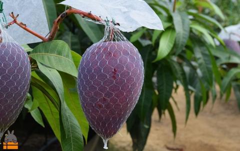 初体験の美味しさ。とくのしま産幻の玉文（ぎょくぶん）マンゴー（約1㎏～1.5㎏）