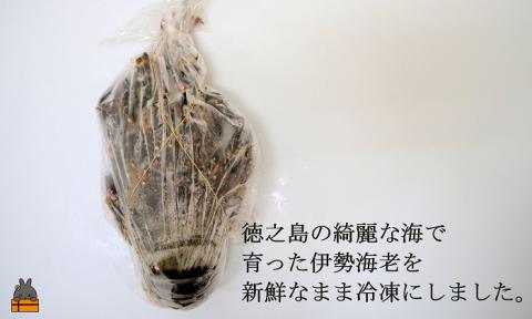 新鮮なまますぐ冷凍!!徳之島産冷凍伊勢海老1尾（500g～700g） （ 伊勢えび イセエビ 伊勢えび 伊勢エビ えび エビ 海老 鍋 ご馳走 海の幸 料理 焼き 人気 海産物 家族 正月 お祝い ）