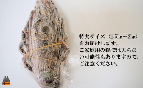 新鮮なまますぐ冷凍!!徳之島産冷凍“特大”伊勢海老1尾（1.5kg以上）（ 伊勢えび イセエビ 伊勢えび 伊勢エビ えび エビ 海老 鍋 ご馳走 海の幸 料理 焼き 人気 海産物 家族 正月 お祝い ）