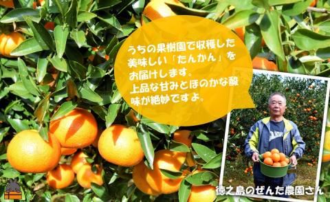 《今が旬！》徳之島産たんかんを心から愛している。ぜんた農園さんのたんかん（10kg） ( タンカン フルーツ みかん 果物 善田 柑橘 徳之島 奄美 鹿児島 世界自然遺産 先行予約 )