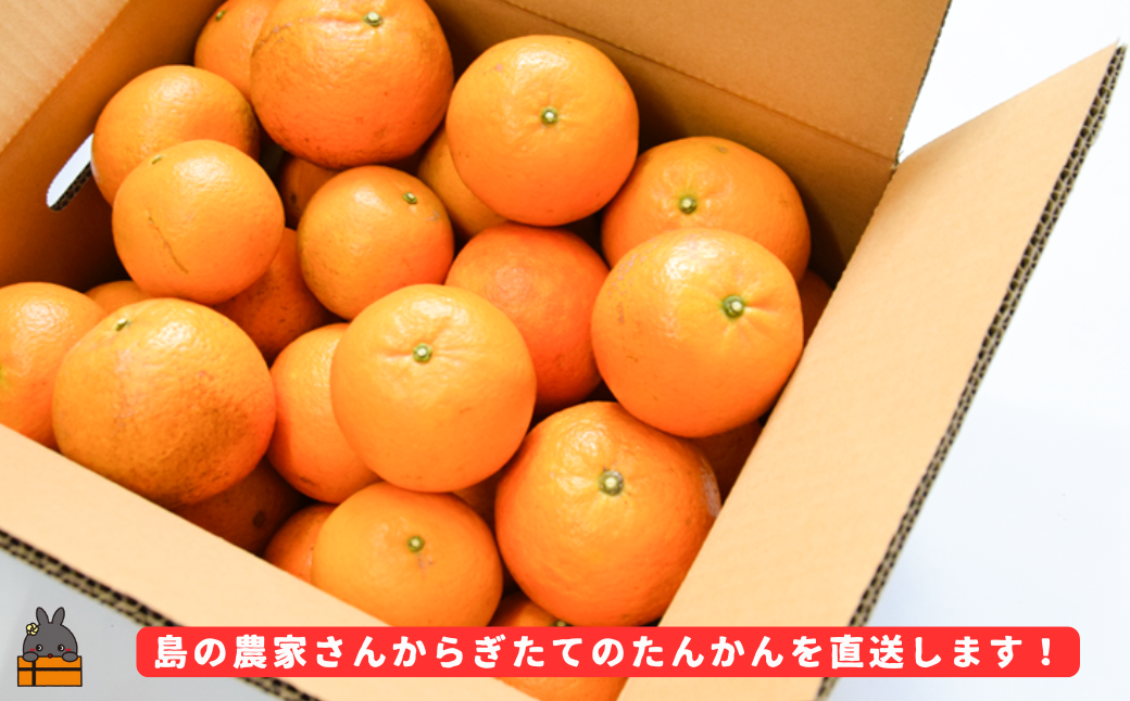 《先行予約》（家庭用）見た目は△！でも味は◎！徳之島産“もぎたて”たんかん（5kg） （ 訳あり 訳有 わけあり ワケ有 タンカン フルーツ みかん 果物 柑橘 甘い 徳之島 奄美 鹿児島 もぎたて フレッシュ 世界自然遺産 フルーツアイランド 先行予約）