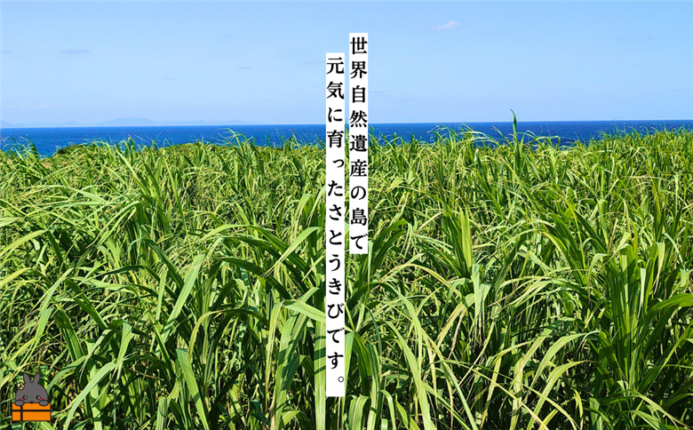 ～きゅらしま（美しい島）からお届け～きゅらしま黒砂糖粉（2袋）【ポストイン配送】 ( 砂糖 調味料 甘味 お料理 お菓子づくり 煮物 自然 さとうきび 世界自然遺産 徳之島 奄美 鹿児島 ）