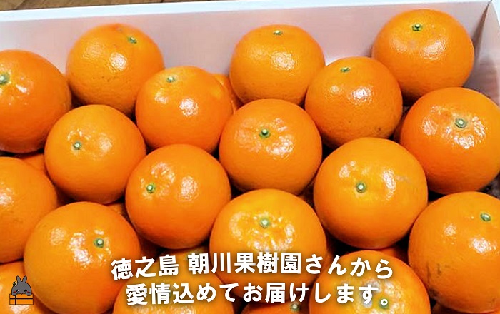 《まもなく旬！》～世界自然遺産の島から～朝川果樹園さんのたんかん（10kg）　( タンカン フルーツ みかん 果物 柑橘 甘い 徳之島 奄美 鹿児島 もぎたて フレッシュ 世界自然遺産 フルーツアイランド 先行予約 )