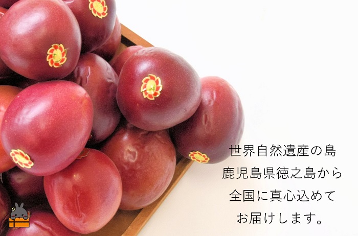 《今が旬！》【訳あり】南原(はいばる)農園さんの家庭用パッションフルーツ（約３kg） ( 訳有 わけあり 家庭用 キズ 色むら サイズ違い パッションフルーツ 果物 フルーツ 旬 南国 香り 奄美 徳之島 鹿児島 美味しい )