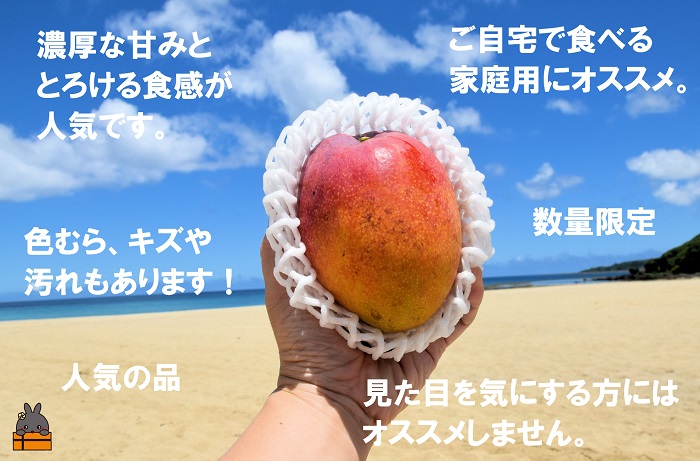≪今が旬！≫訳あり！【家庭用】徳之島産完熟マンゴー1kg（2～3玉）( マンゴー フルーツ わけあり 訳あり 訳有 果物 完熟 無加温 徳之島 世界自然遺産 美味しい とろける 旬 贅沢 糖度 南の島 )