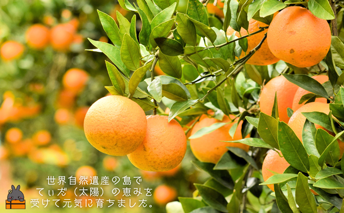 《徳之島町オリジナル！》アマミノクロウサギ共生たんかんジャム 2個（160g×2瓶）　( ジャム アマミノクロウサギ ウサギ うさぎ 共生 自然保護 共に暮らす パン たんかん パッションフルーツ フルーツ 果物 島 濃厚 美味しい 徳之島 鹿児島 美農里館 世界自然遺産 武蔵野大学 )