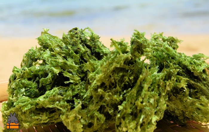 《2026年とれたて！》～煌めきの島から贈り物～徳之島産「島あおさ」（6袋）( アオサ のり 海苔 海産物 お味噌汁 食材 海 新鮮 徳之島 奄美 鹿児島 美味しい )