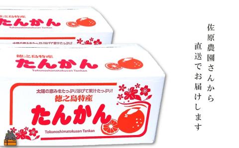 ≪今が旬！≫ 世界中が笑顔になるね！佐原農園さんのたんかん(10kg) ( タンカン 果物 フルーツ 柑橘 みかん 鹿児島 奄美 徳之島 美味しい 旬 果肉 )
