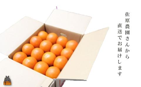 ≪今が旬！≫世界中が笑顔になるね！佐原農園さんのたんかん(3kg)  ( タンカン 果物 フルーツ 柑橘 みかん 鹿児島 奄美 徳之島 美味しい 旬 果肉 )