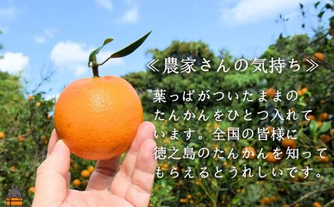 《今が旬！》ねぇ美味しいよ。徳之島 ふくだ果樹園さんのたんかん（5kg）( タンカン フルーツ みかん 果物 柑橘 福田果樹園 徳之島 奄美 鹿児島 世界自然遺産 先行予約 )