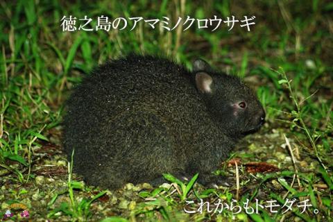 《まもなく旬！》～アマミノクロウサギと共生を目指す農家さんの徳之島産たんかん3kg ( たんかん 柑橘 フルーツ 果物 徳之島 鹿児島 奄美 フレッシュ ビタミン 美味しい オススメ 人気 自然保護 )
