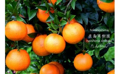 【家庭用】徳之島直島果樹園さんの家庭用たんかん10kg