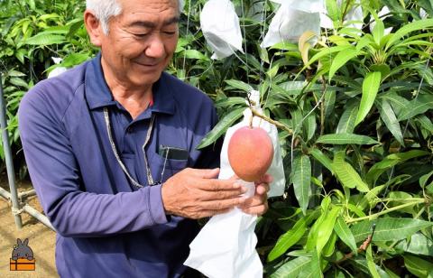《先行予約》徳之島センチュリー果樹園さんの完熟マンゴー（1㎏）　( マンゴー フルーツ 果物 完熟 無加温 徳之島 世界自然遺産 美味しい とろける 旬 贅沢 糖度 南の島 )