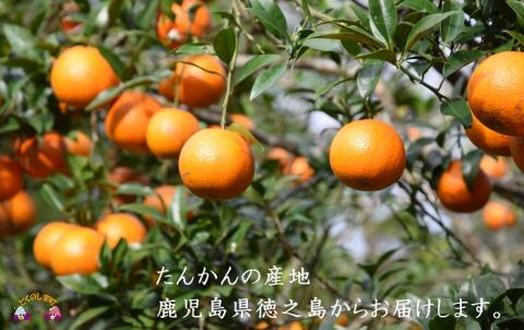 【2025年収穫！】完熟の幸せな甘み！徳之島たんかんジュース（2本）  ( フルーツ ジュース 果汁 果物 柑橘 徳之島 鹿児島 濃厚 贅沢 太陽 恵み 健康 美味しい )