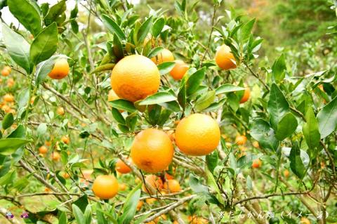 【2024年収穫！】～果汁そのまま濃厚ジュース～ 徳之島のたんかんジュース（300ｃｃ×5本） ( フルーツ ジュース 果汁 果物 柑橘 徳之島 鹿児島 濃厚 贅沢 太陽 恵み 健康 美味しい 直島果樹園 )