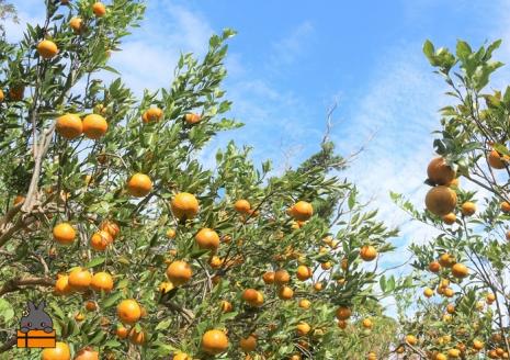 ～徳之島のたんかん果汁入り～とくのしま甘ざけ(たんかん)１２本  ( 甘酒 あまさけ 甘ざけ あまざけ ドリンク 健康 鹿児島 奄美 徳之島 )