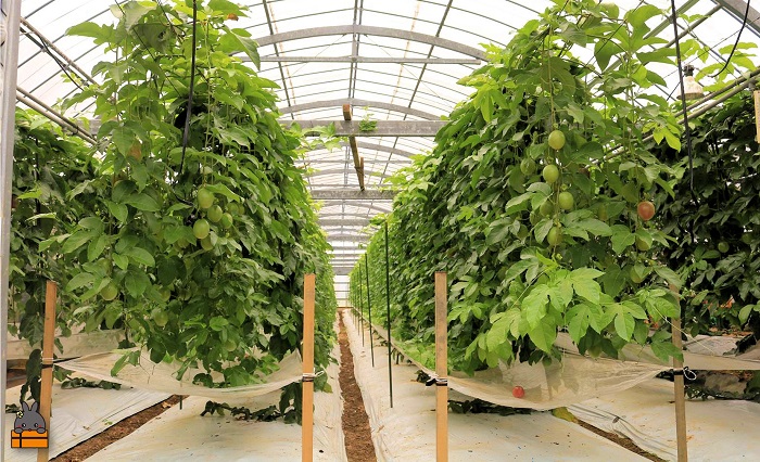 《今が旬！》【訳あり】富田園芸の家庭用パッションフルーツ（2kg） ( パッションフルーツ 果物 フルーツ 旬 わけあり 訳あり 訳有 訳アリ 奄美 徳之島 鹿児島 美味しい )