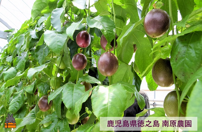 《今が旬！》【訳あり】南原(はいばる)農園さんの家庭用パッションフルーツ（約３kg） ( 訳有 わけあり 家庭用 キズ 色むら サイズ違い パッションフルーツ 果物 フルーツ 旬 南国 香り 奄美 徳之島 鹿児島 美味しい )