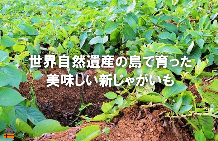 《2026年春お届け！》福祉作業所の仕事にもつながる！徳之島の“新”じゃがいも（3kg）( バレイショ 野菜 旬 春 徳之島 奄美 鹿児島 肉じゃが カレー じゃがバター 美味しい 人気 オススメ 福祉作業所 雇用 少量 お一人様 使いきり )